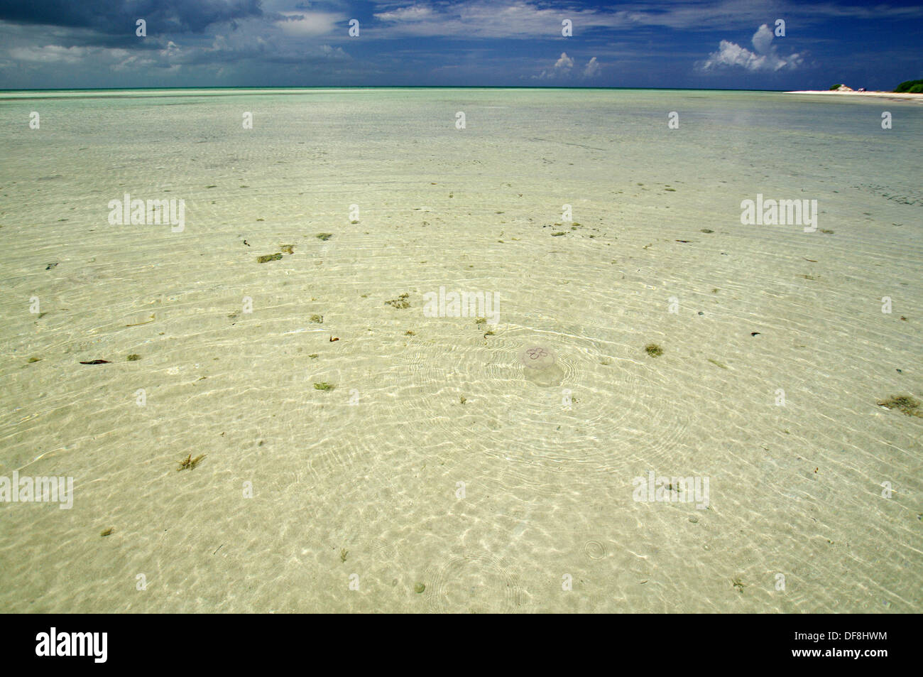 Quallen Schwimmen im flachen Meer - Cayo Coco, Kuba Stockfoto