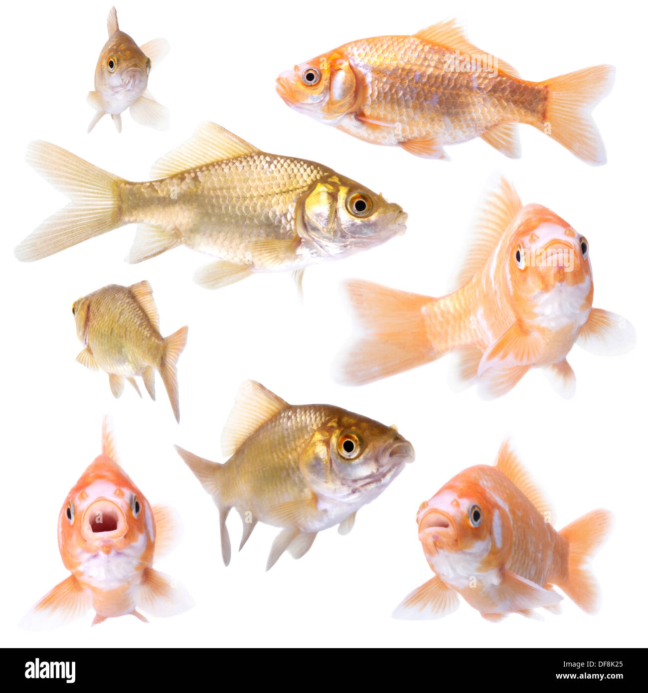 Sammlung von Goldfischen posieren auf weißem Hintergrund Stockfoto