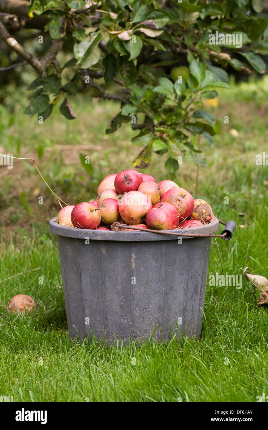 Malus Domestica. Sammeln von Windfall Äpfel in einen Eimer. Stockfoto