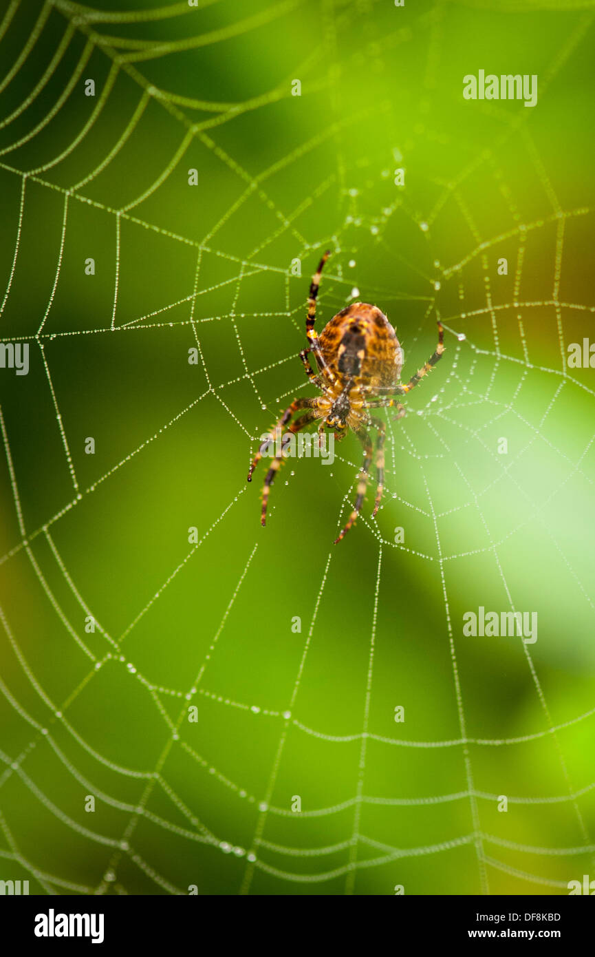 North London vorort European Garden Spider Cross Orb Araneus diadematus Spinnen web Web-sites Tau regen Wasser Tropfen Blatt Blätter Nahaufnahme Makro Spinne Stockfoto