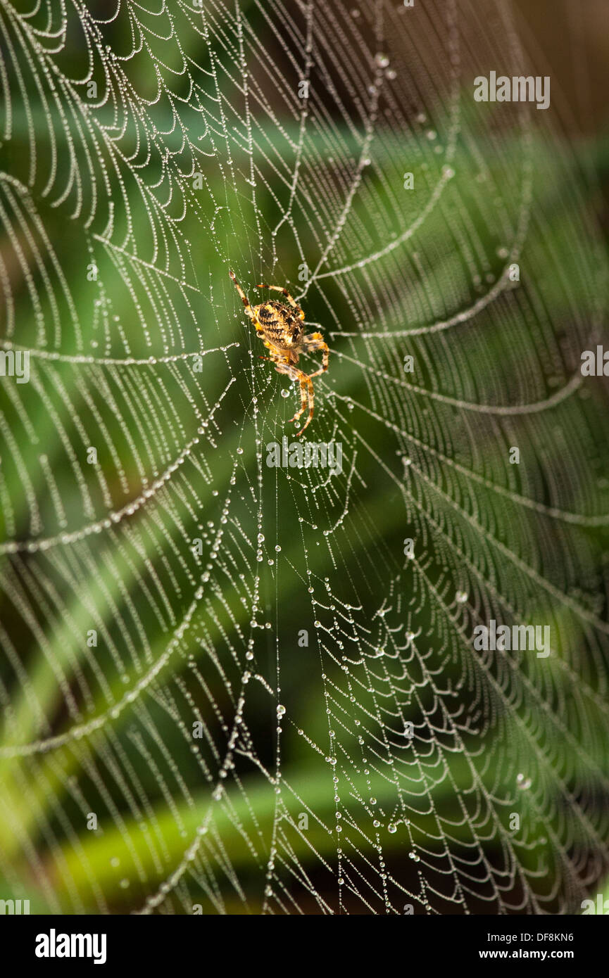 North London vorort Common European Garden Spider Cross Orb Araneus diadematus Spinnen web Web-sites Tau regen Wasser Tropfen Blatt Blätter Nahaufnahme Makro Stockfoto