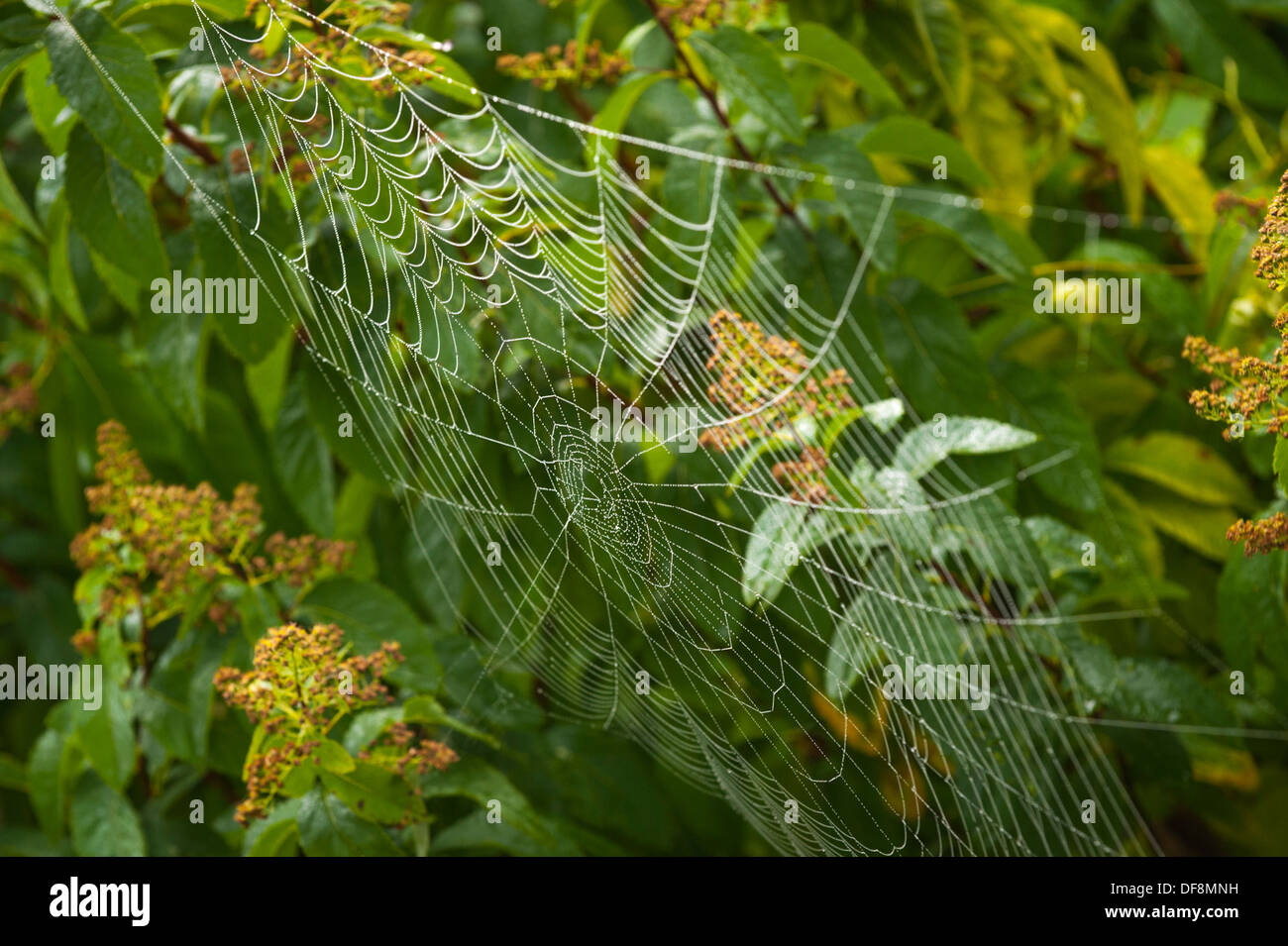 North London Vorort European Garden Spider Cross Orb Araneus Diadematus Spinnen Netz Netze Tau Regen Wasser Tropfen Blätter Stockfoto