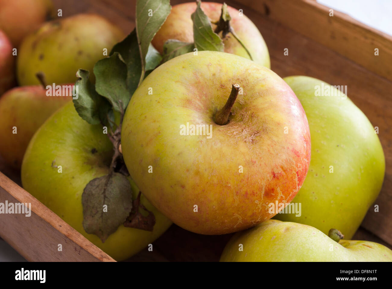 Eine Sussex Trug der frisch gepflückten James Grieve und Grenadier Äpfel. Stockfoto