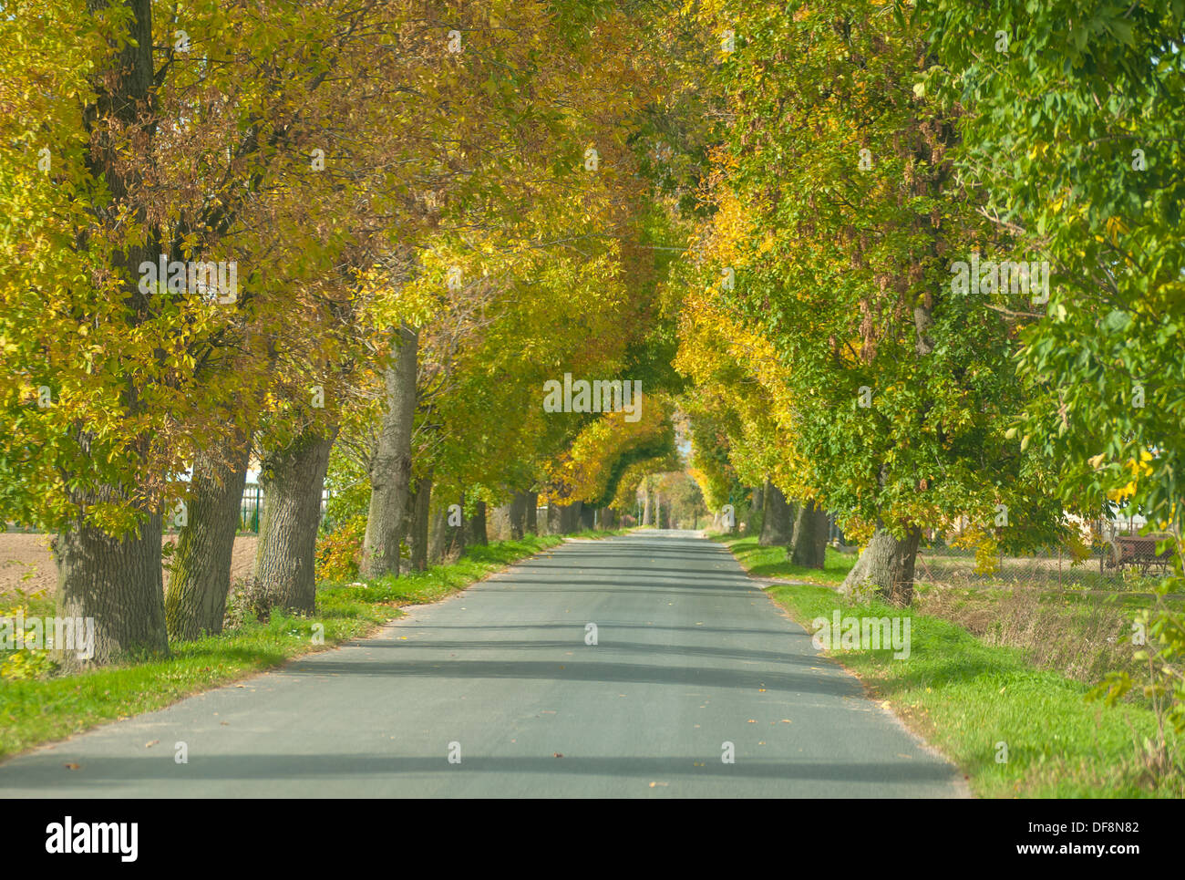 Herbst-Straße Stockfoto