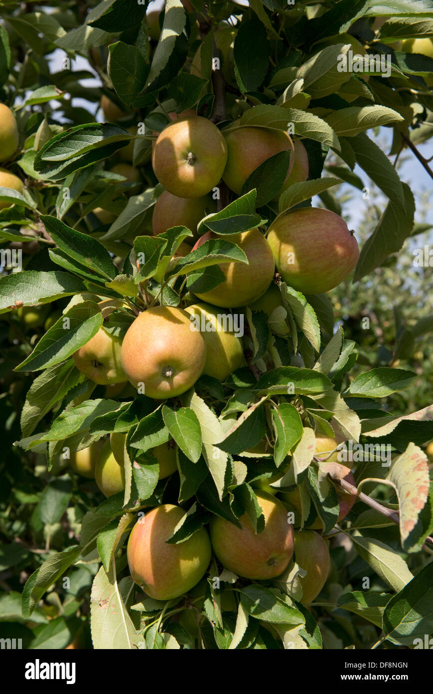 Stark Fruchtkörper reif Cordon Äpfel an den Bäumen in der Nähe von Sainte-Foy-la-Grande, Gironde, Frankreich, August Stockfoto