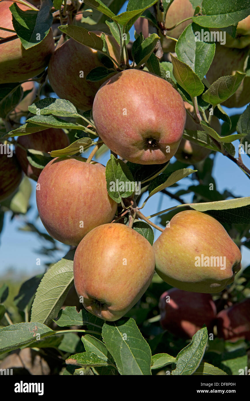 Stark fruchttragenden reif Cordon Äpfel rot lecker an den Bäumen in der Nähe von Sainte-Foy-la-Grande, Gironde, Frankreich, August Stockfoto