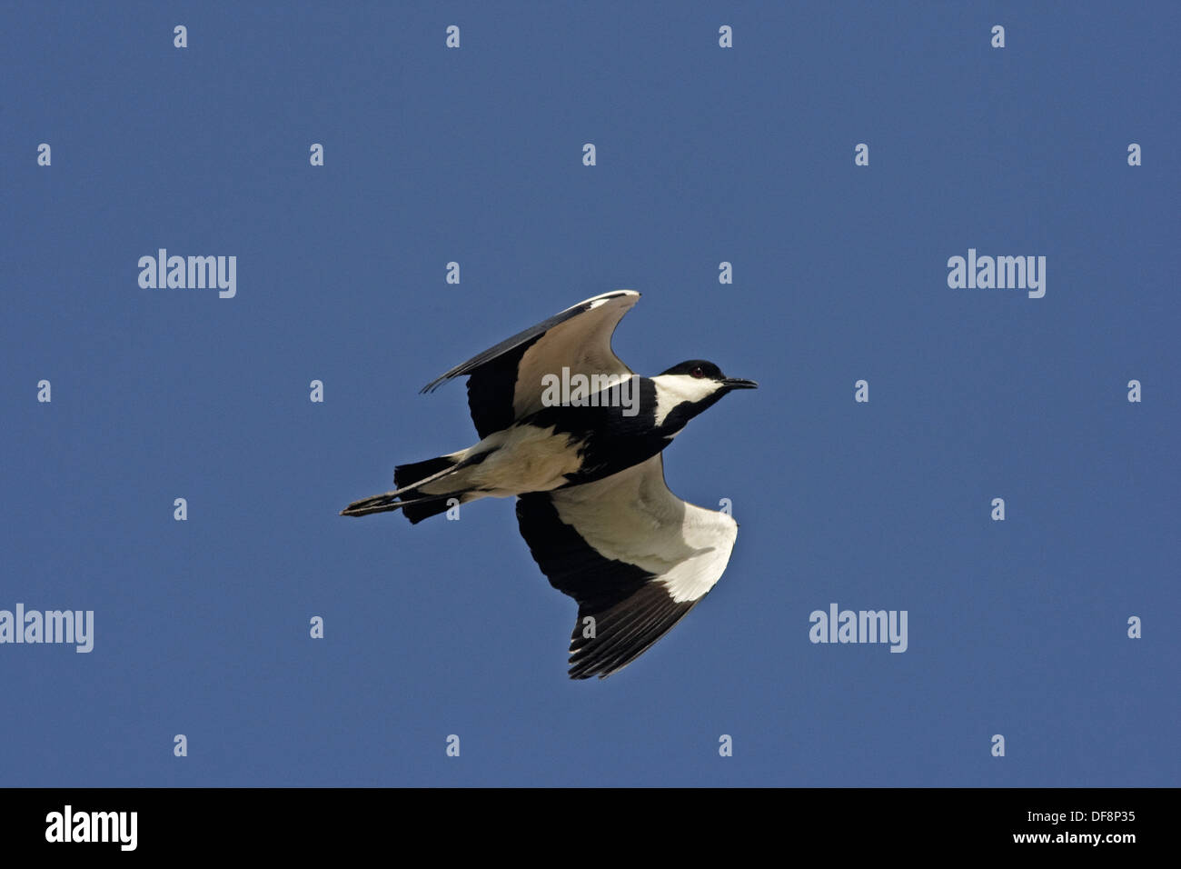 Sporn-winged Kiebitz oder Sporn-winged Plover (Vanellus Spinosus) Stockfoto