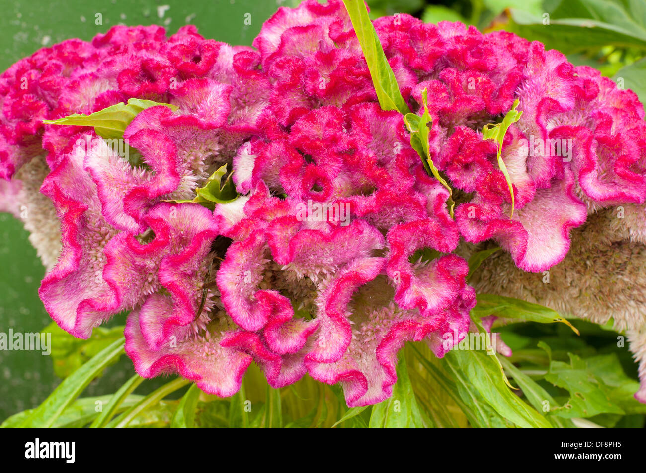 Nahaufnahme von pink Celosia (Hahnenkamm) wächst auf grünem Hintergrund Stockfoto