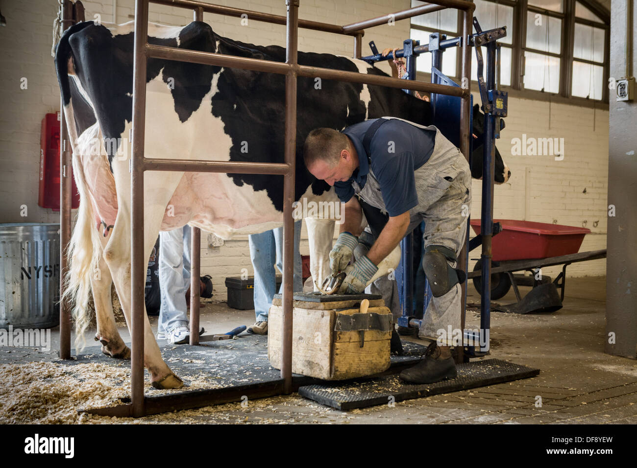 Landwirt Reinigung Kuh, Great New York State Fair Stockfoto