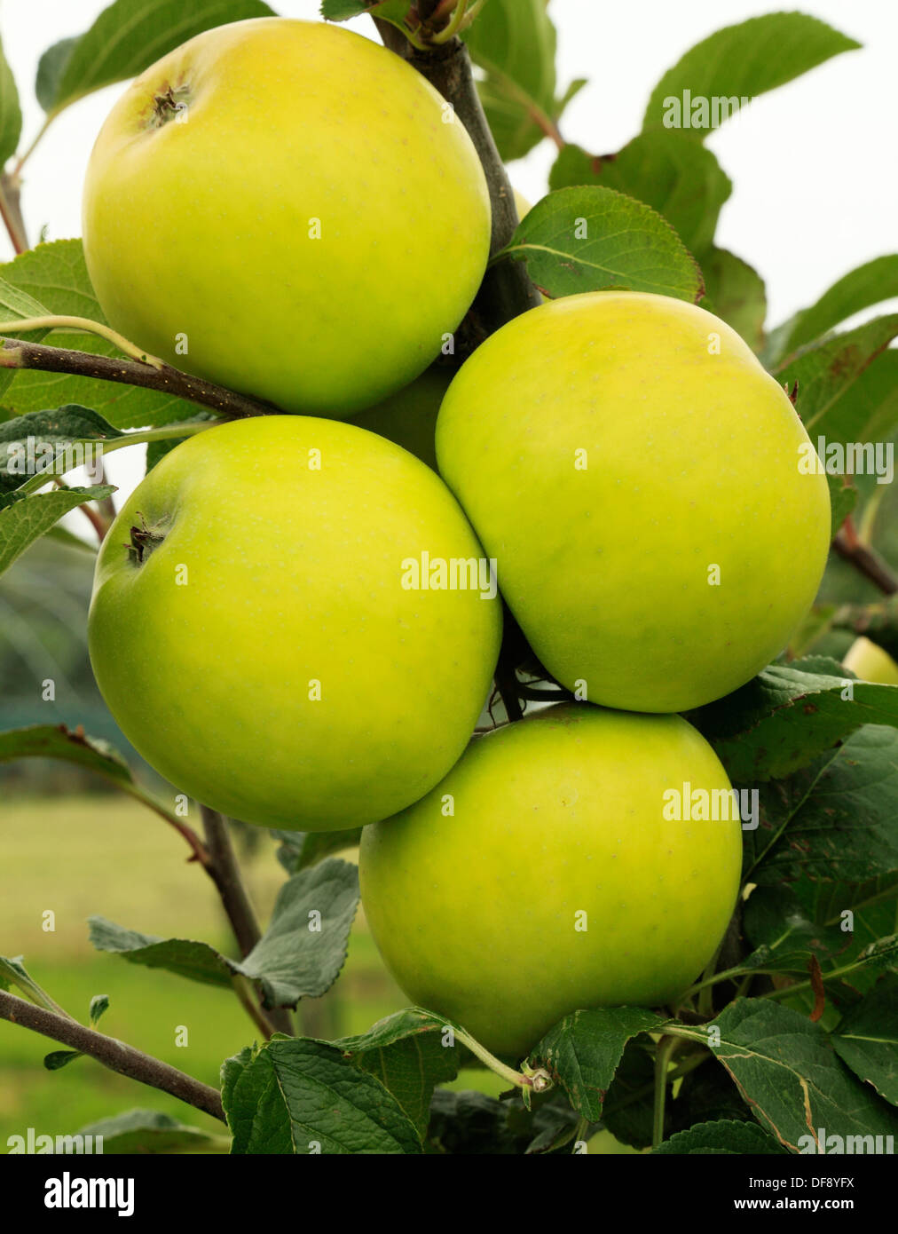 Apple "Goldene edel", kulinarische, kochende Sorte wächst am Baum, Frucht, grüne Äpfel England UK Stockfoto