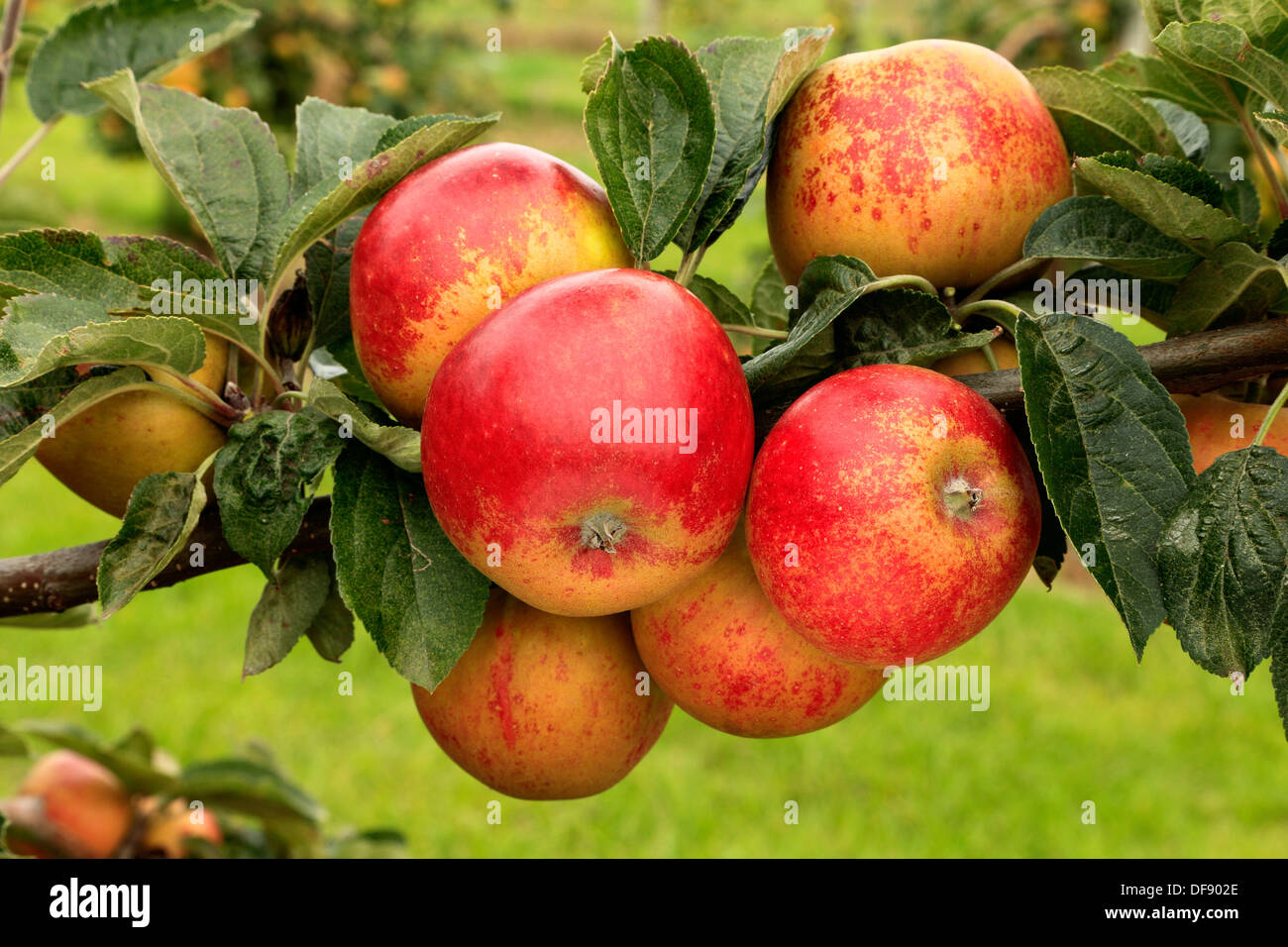Apple, "Norfolk Royal Russet', Sorte wächst am Baum, Obst, rote Äpfel England UK Stockfoto