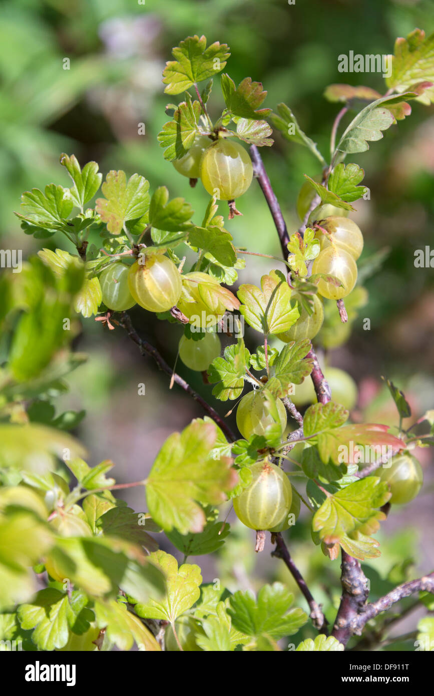 Stachelbeere (Ribes Uva-Crispa) wächst auf einem Strauch. South Yorkshire, England. Stockfoto