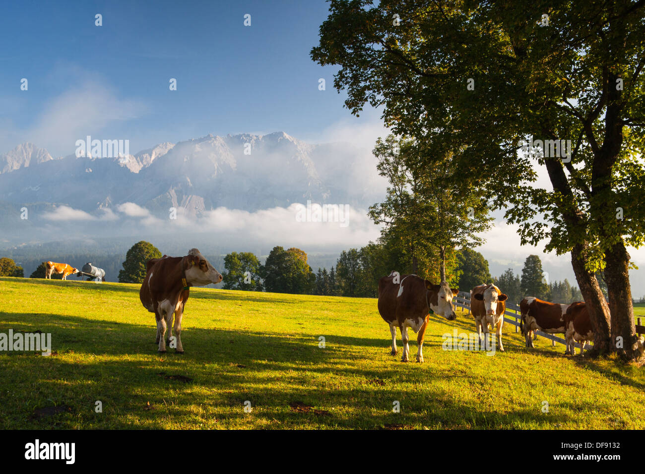 Auf einer Farm in den Bergen Österreichs Stockfoto