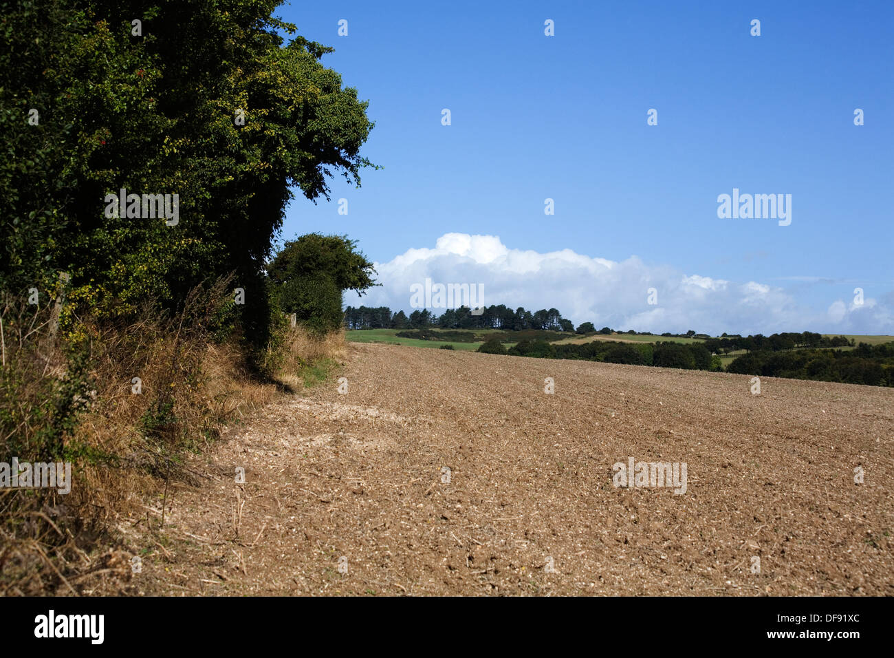 Hecke Weißdorn Bäume neben Braut Weg Blackbush unten Cranborne Dorset-England Stockfoto