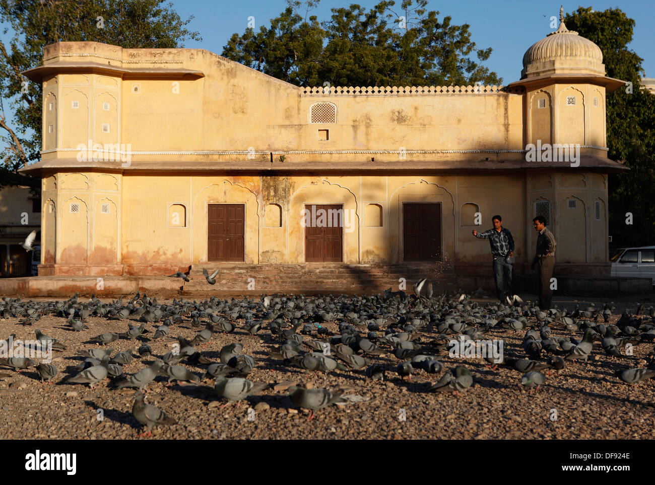 Zwei Männer ernähren sich einen Schwarm Tauben InJaipur, Rajasthan, Indien. Stockfoto