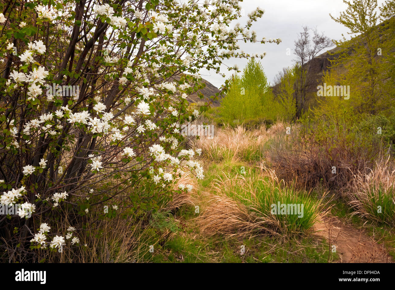 WASHINGTON - Trail Umtanum Creek Canyon im Erholungsgebiet L.T. Murray Tier-und Pflanzenwelt. Stockfoto
