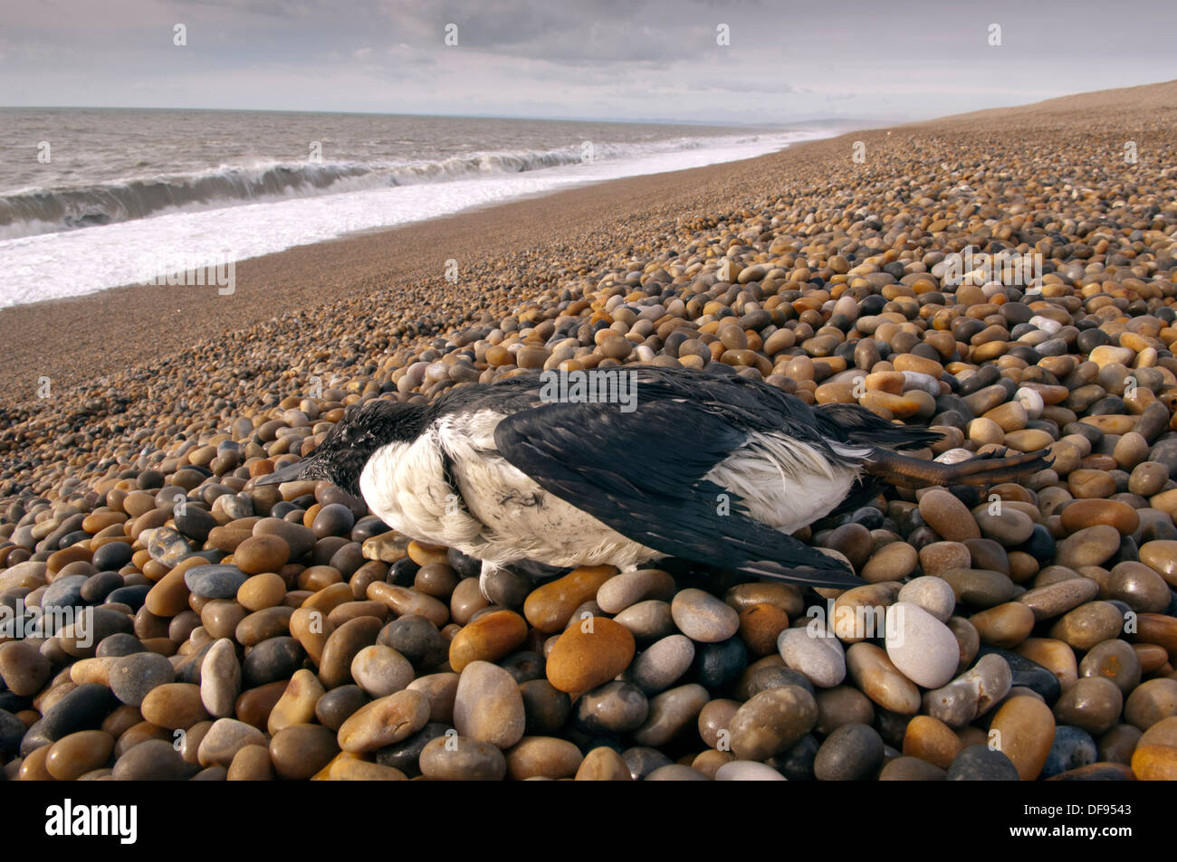 Gestrandete Seevögel am Chesil Beach, Dorset, Großbritannien und werden im RSPCA West Hatch Rescue Centre gereinigt Stockfoto