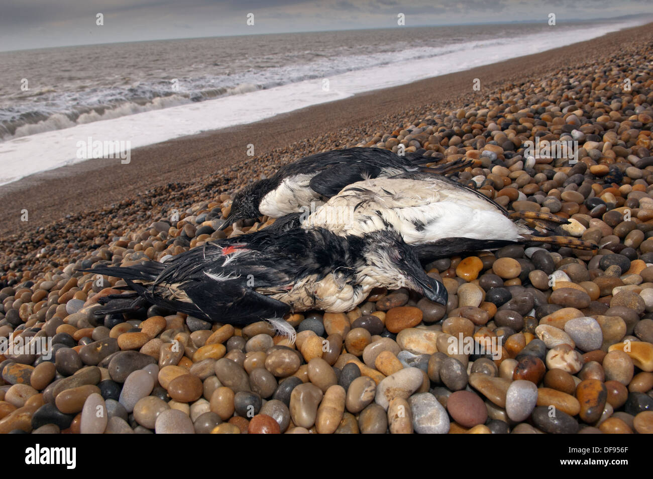 Gestrandete Seevögel am Chesil Beach, Dorset, Großbritannien und werden im RSPCA West Hatch Rescue Centre gereinigt Stockfoto