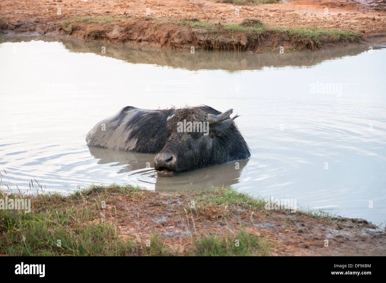 Wasserbüffel in Yala Nationalpark in Sri Lanka Stockfoto