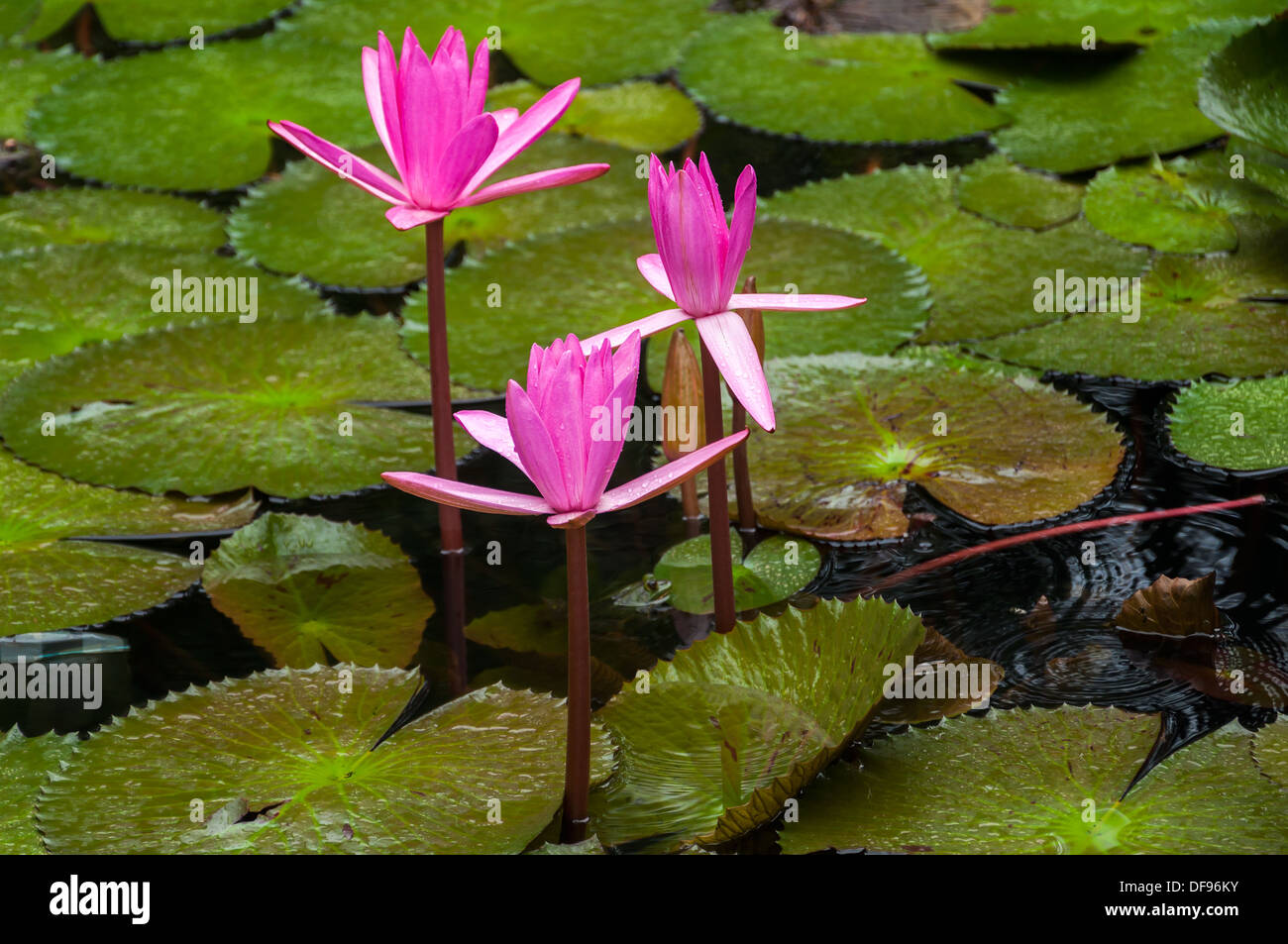 Wasser-Lilly in den Teich unter den Blättern. Stockfoto