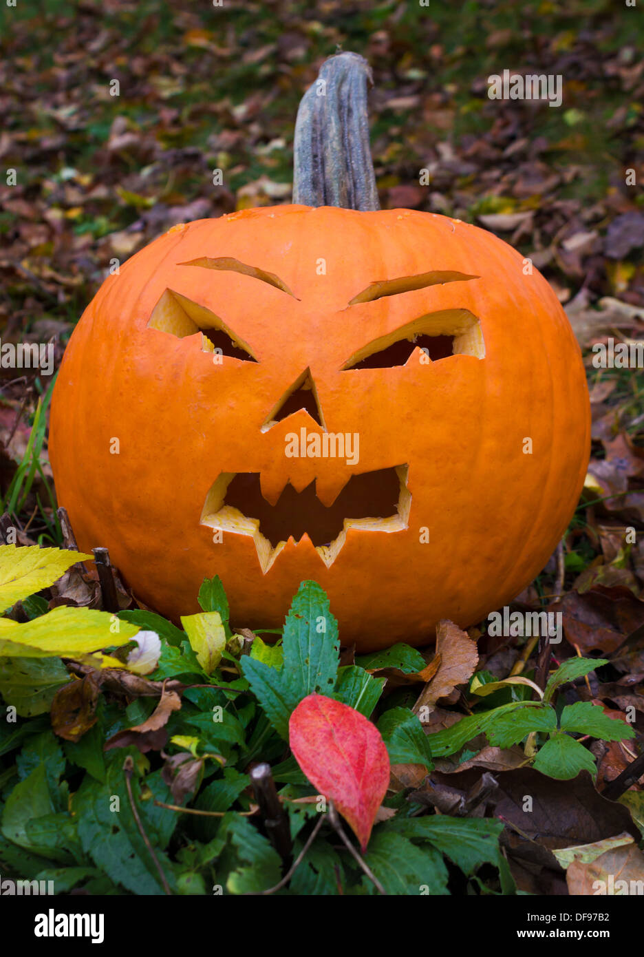 Halloween-Kürbis Stockfoto