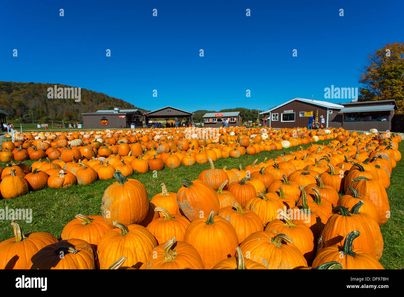 Kürbisse auf Pumpkinville im großen Tal im westlichen New York State Stockfoto