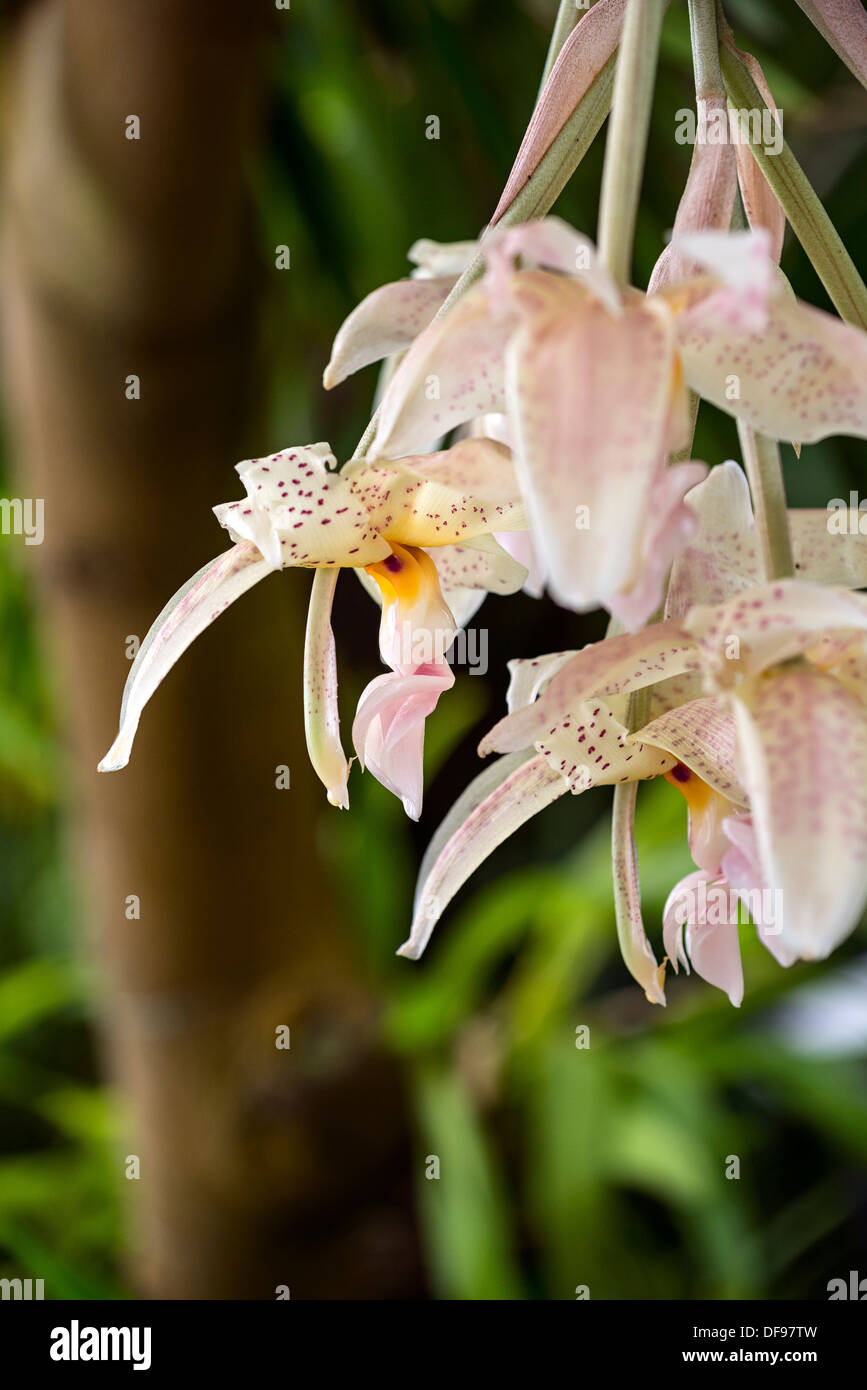 Exotischen und bunten Orchideen. Stockfoto