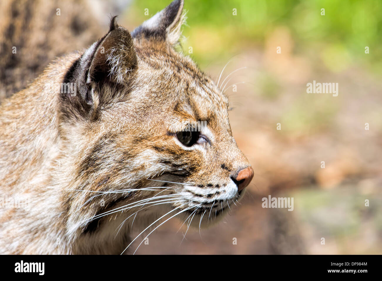 Rotluchs Lynx Rufus Wild Cat Seite Profil Portrait Closeup Stockfoto