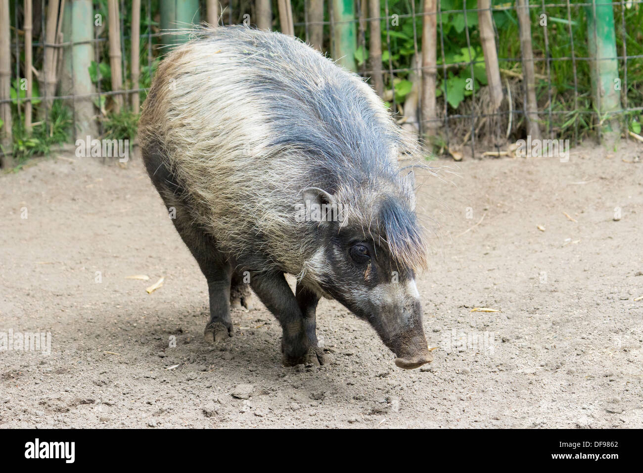 Wildschwein Ganzkörper zu Fuß Stockfoto