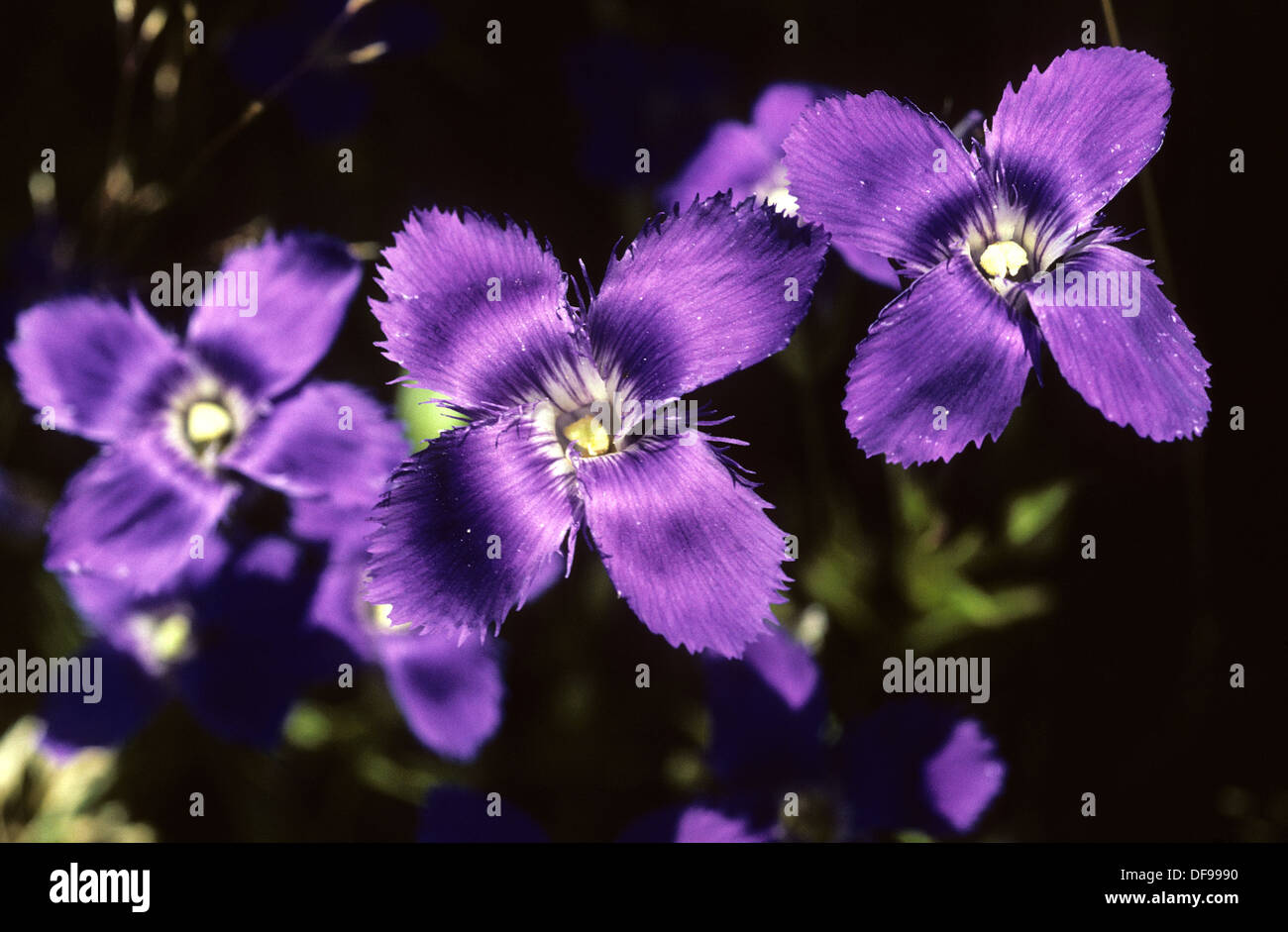 Elk265-1980 Wyoming, Yellowstone-Nationalpark, Wildblumen, Fringed Gentian Stockfoto