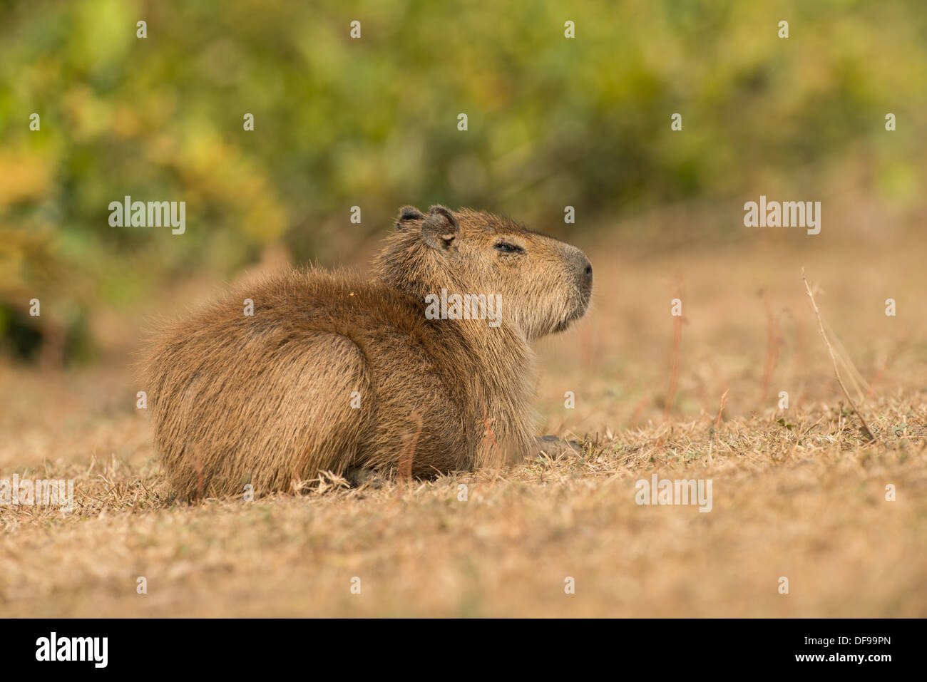 Stock Foto von ein Capybara ruhen, Pantanal, Brasilien. Stockfoto