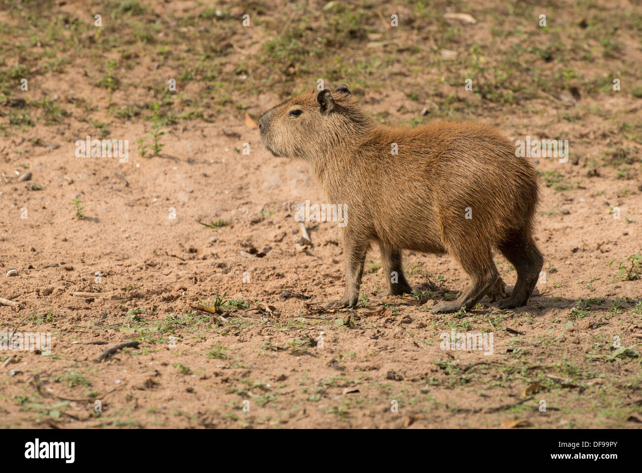 Stock Foto von einem Capybara im Pantanal Stockfoto
