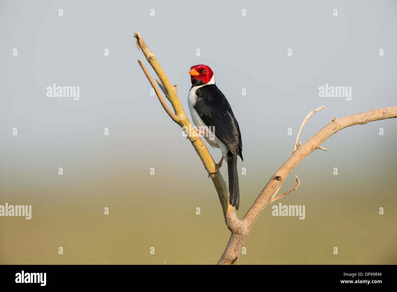 Stock Foto von einem gelb-billed Kardinal thront auf einem Ast, Pantanal, Brasilien. Stockfoto