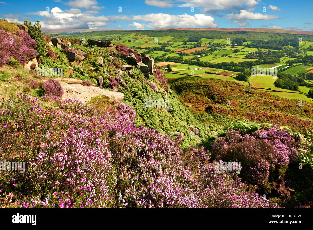 Ansicht von Danby Dale mit Heidekraut blühen. North Yorks National Park, North Yorkshire, England Stockfoto