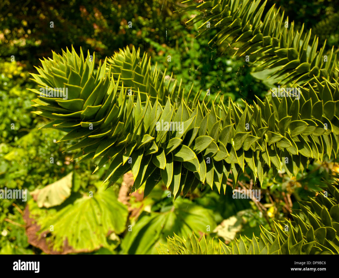 Zweig der Monkey Puzzle Tree (Araucaria Araucana). Stockfoto