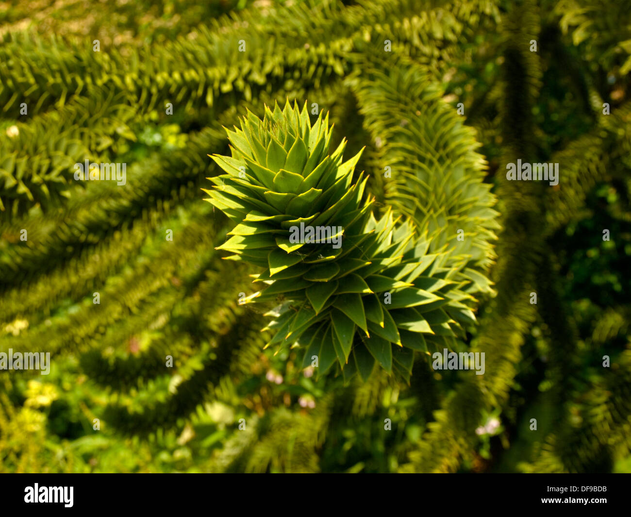 Zweig der Monkey Puzzle Tree (Araucaria Araucana). Stockfoto