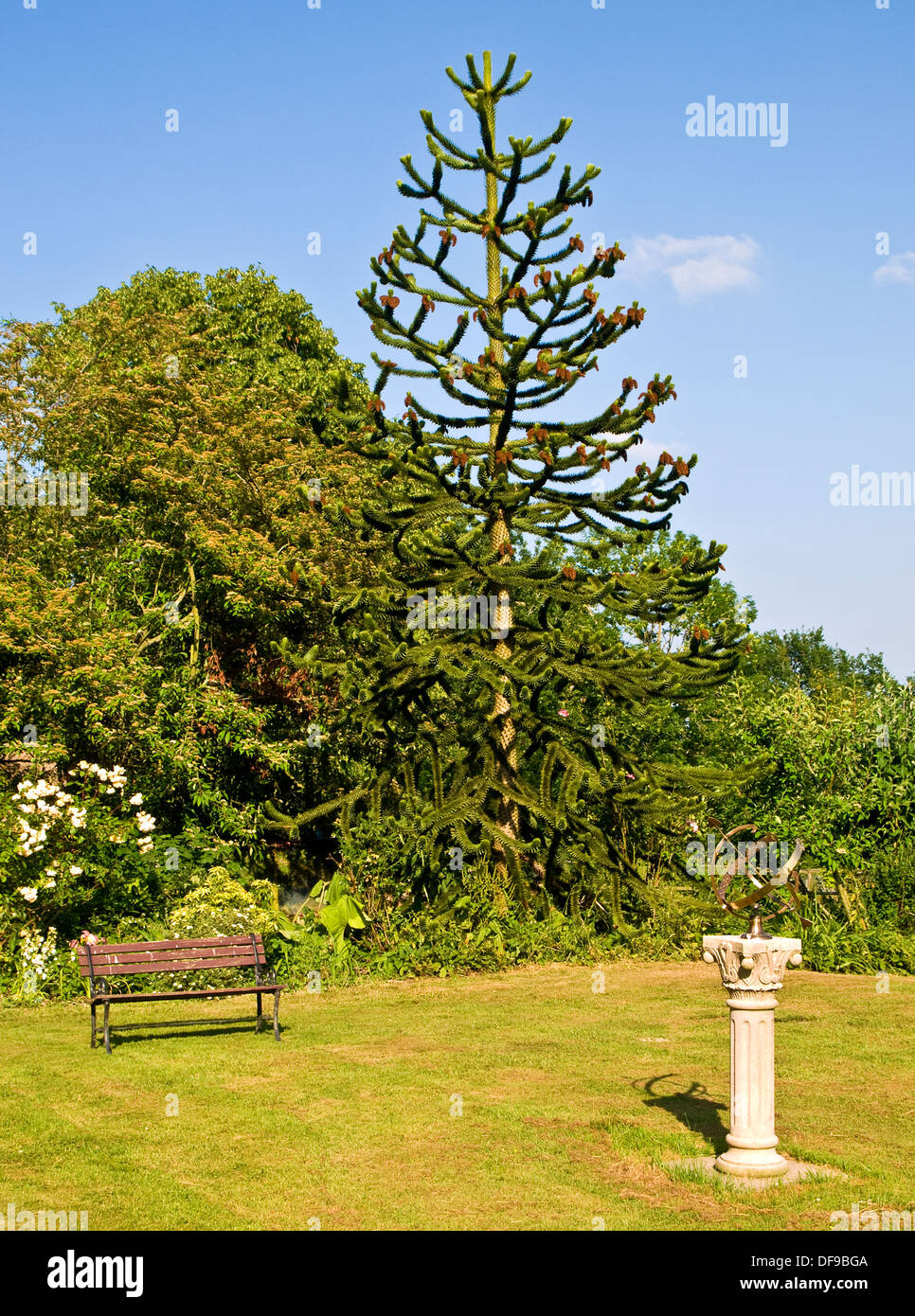 Garten mit Sonnenuhr, Sitz und Monkey Puzzle Tree (Araucaria Araucana). Stockfoto