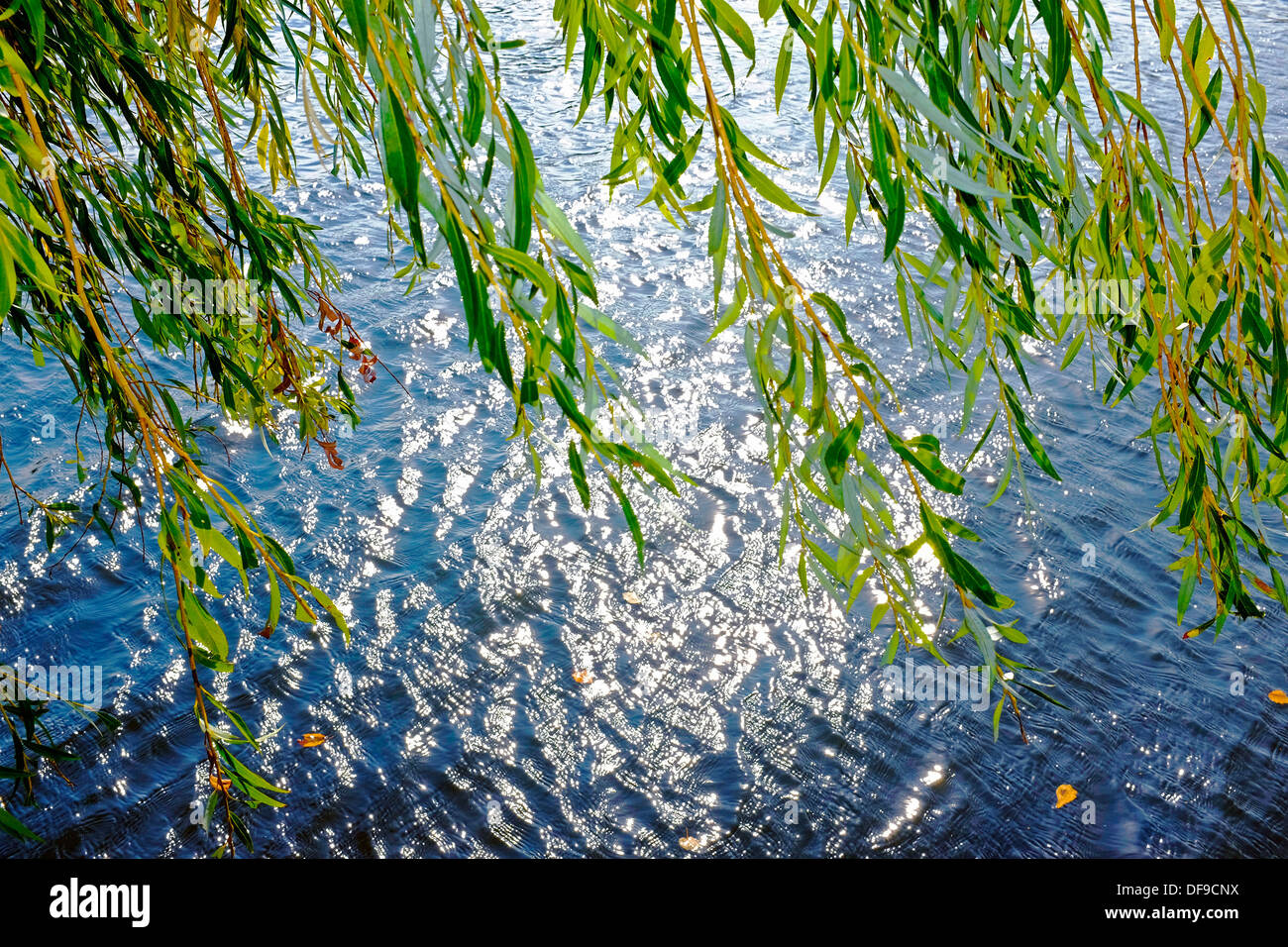 Die Sonne glitzert auf dem Wasser mit einer Weide im Vordergrund. Stockfoto