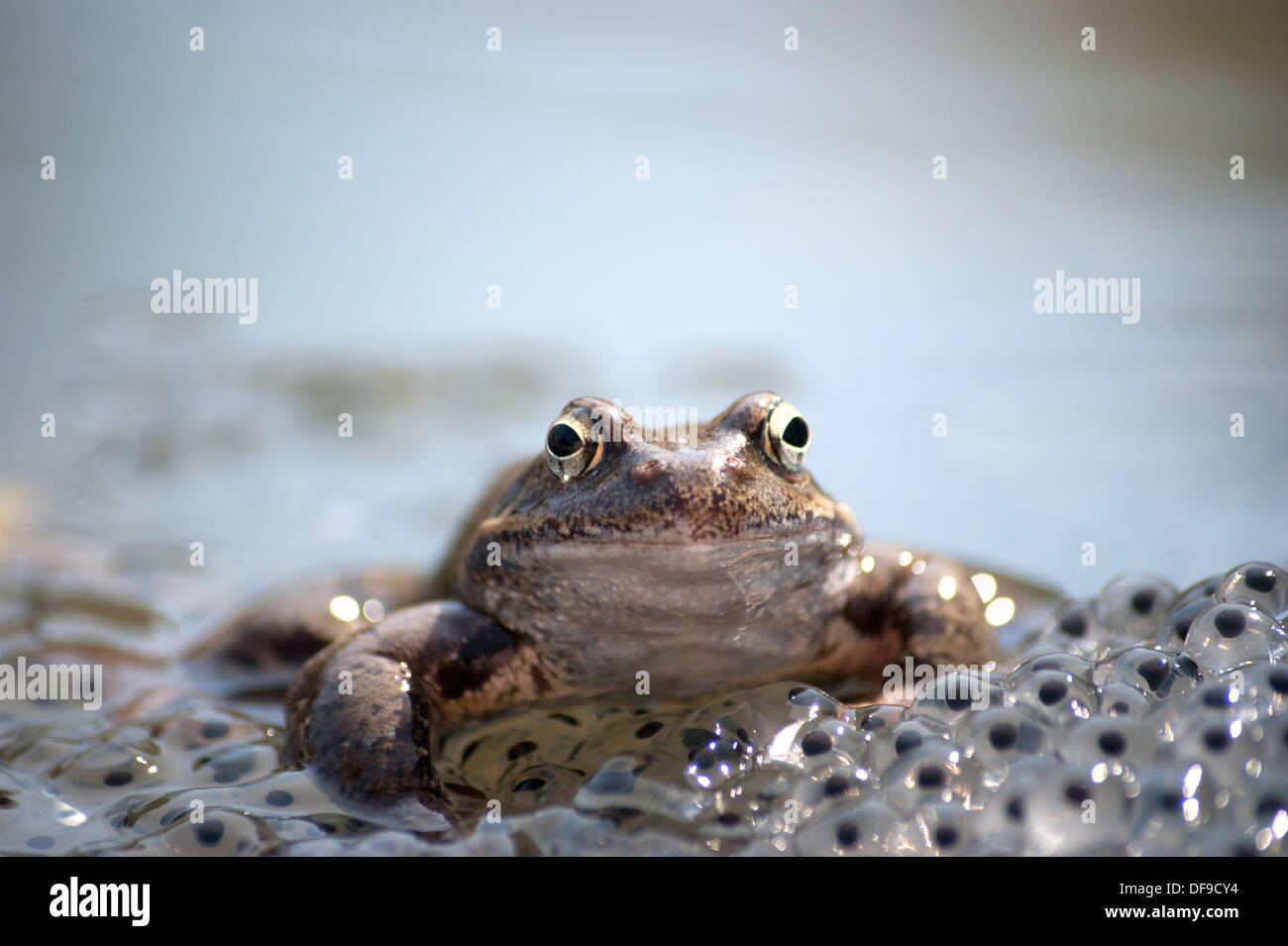 Frosch und der Frosch-Laich Stockfoto