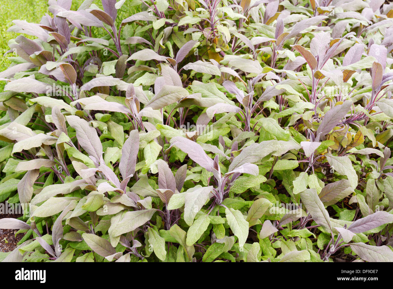 Lila Salbei, Salvia Officinalis Purpurascens, Wales, UK Stockfoto