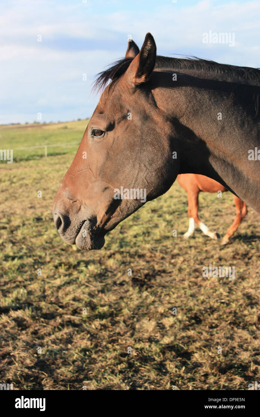 Pferd-Profil Stockfoto