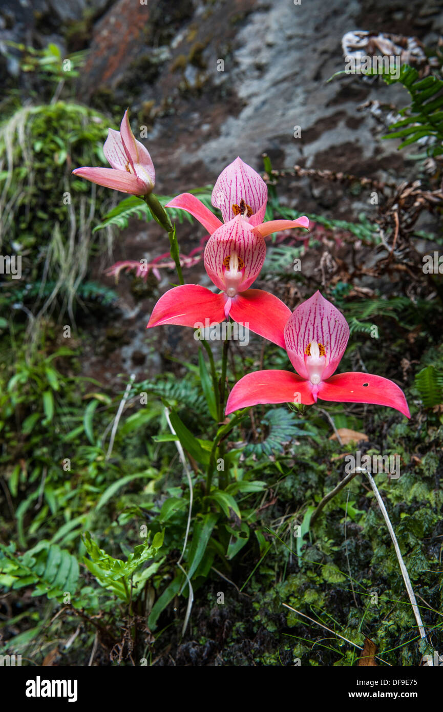 Wilde rote Disa Orchidee (Disa Uniflora) wächst auf den Tafelberg, Kapstadt, Südafrika Stockfoto
