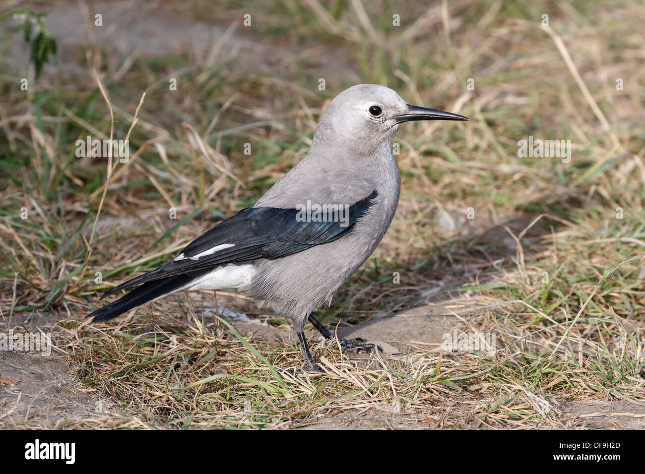 Clarks Nussknacker Stockfoto