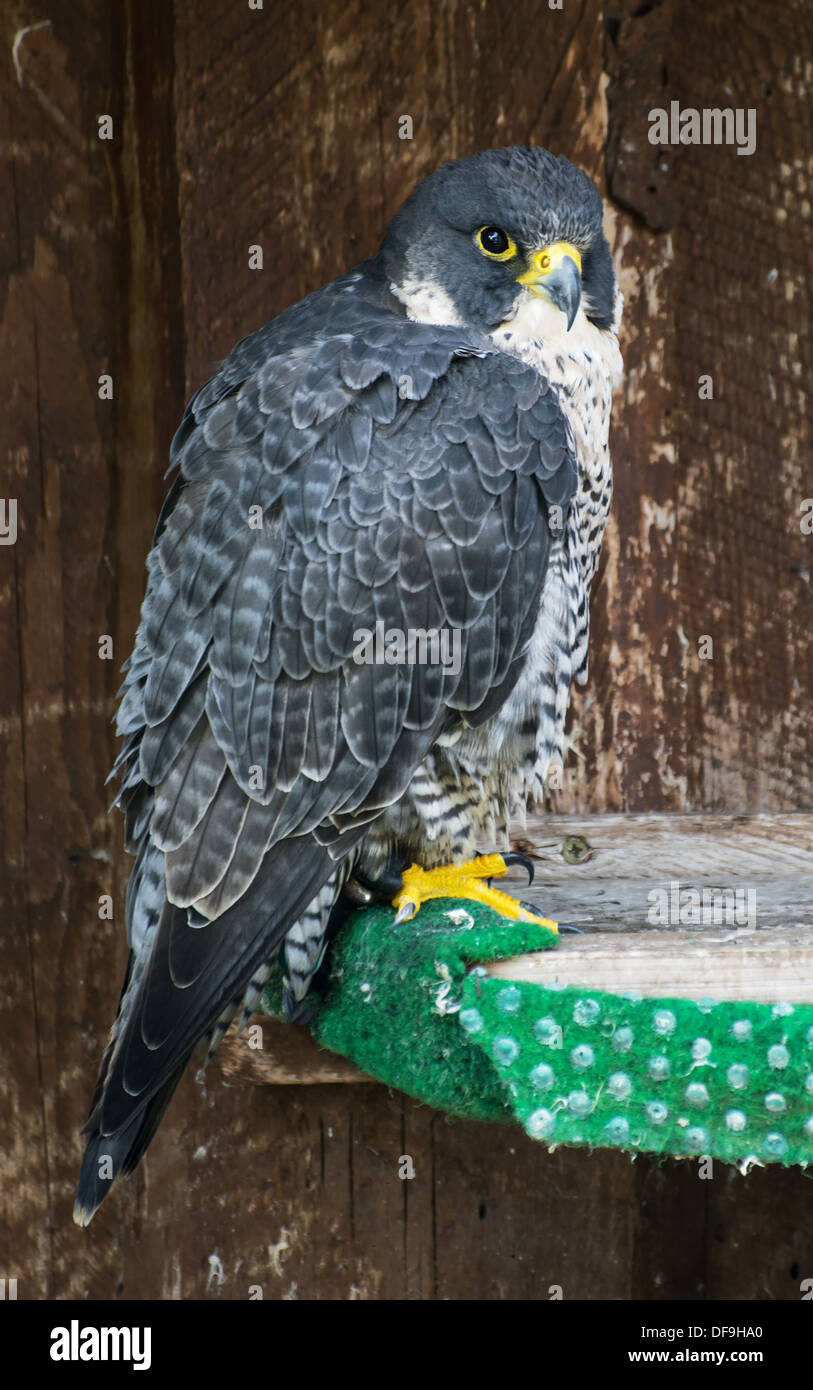 Der Wanderfalke (Falco Peregrinus) auf Barsch. Ganzkörper von Gefangenen Vogel. Stockfoto