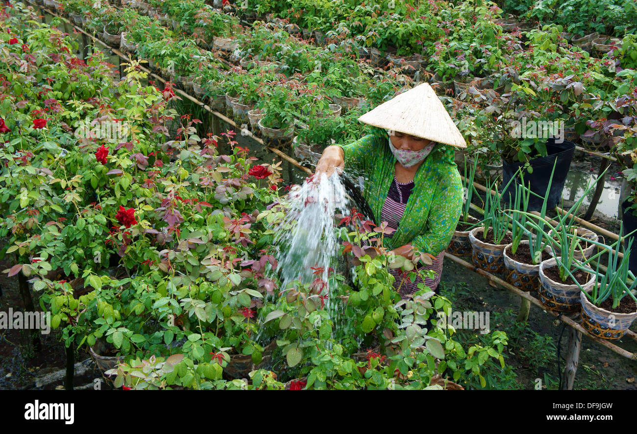 Frauen tragen konische Strohhut war Bewässerung der Pflanzen bei Rosenfarm Stockfoto