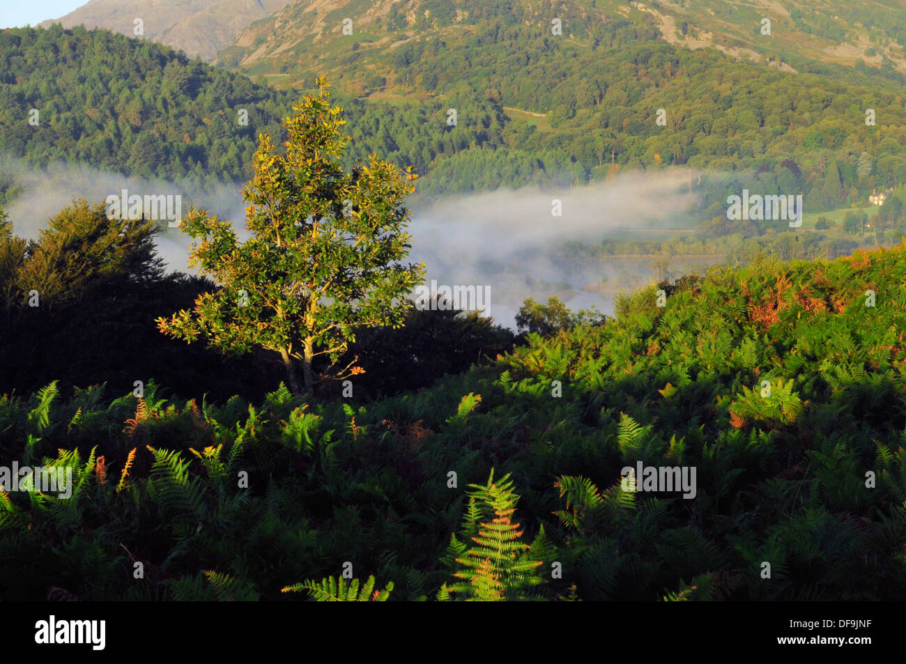 Baum Wald Bracken Nebel Stockfoto