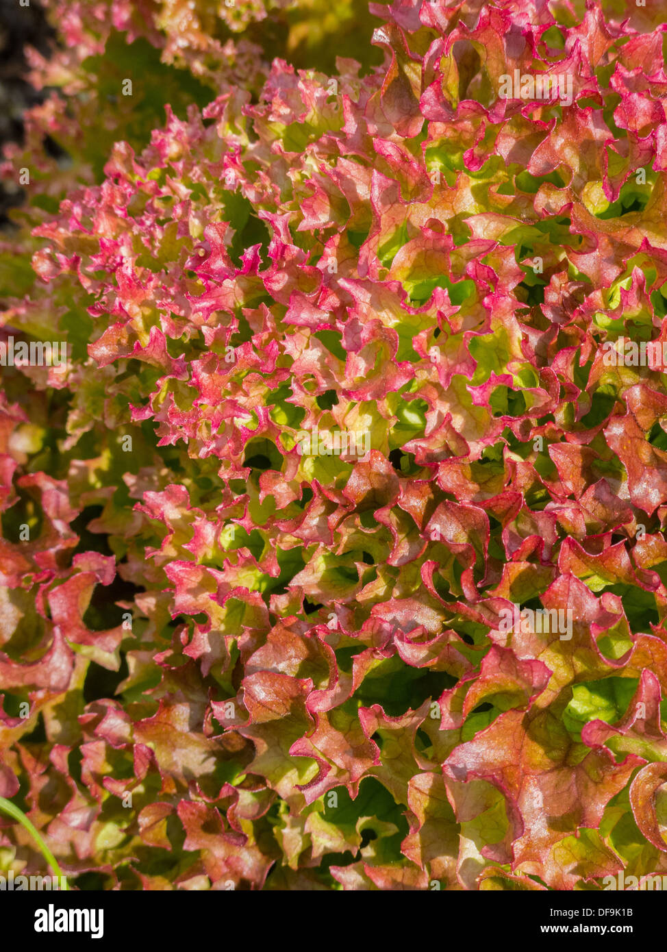 Nahaufnahme von Lollo Rossa, Lactuca Sativa, Blätter Kopfsalat Stockfoto