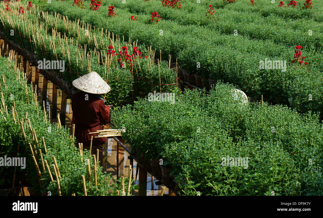 Frauen tragen konische Traw Hut Pflege Daisy Baum am Blumenfarm Stockfoto