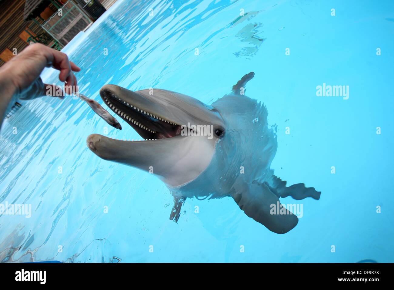 Flasche Nase Delphin Fisch zu essen, Selwo Marine, Benalmadena, Malaga, Andalusien, Spanien