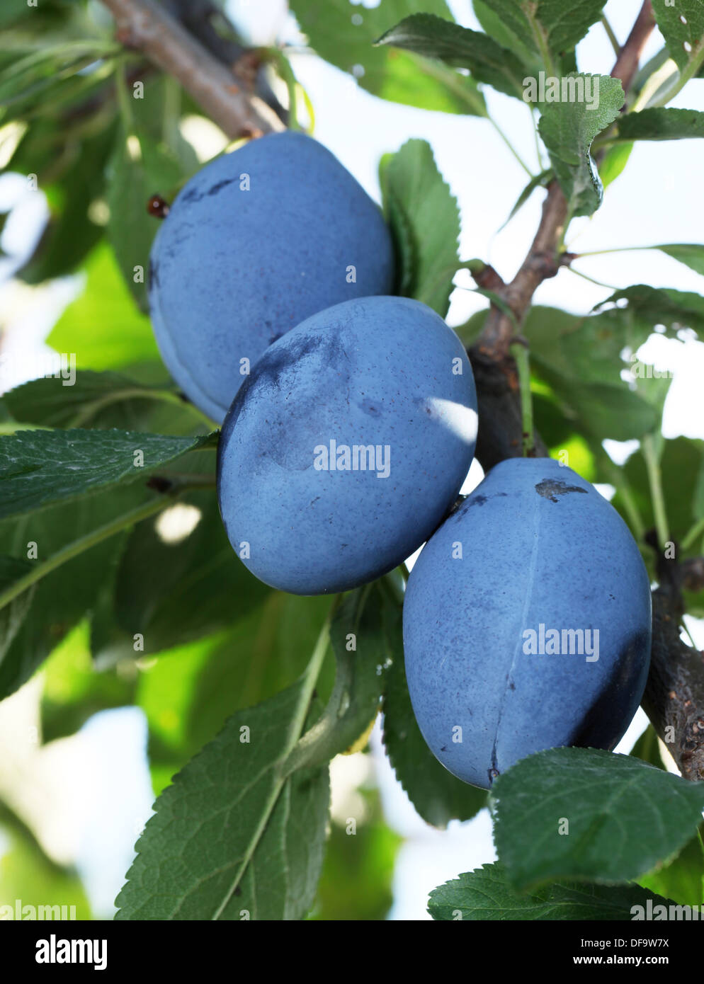 Drei schöne reife Pflaumen auf einem Baum. Makroaufnahme. Stockfoto
